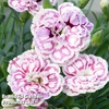 Dianthus 