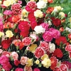 Dianthus caryophyllus 