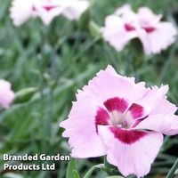 Dianthus 