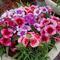Dianthus chinensis 