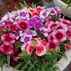 Dianthus chinensis 