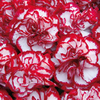 Dianthus 