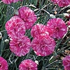Dianthus 