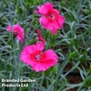 Dianthus 