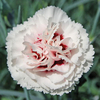 Dianthus 