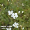 Dianthus deltoides 