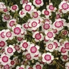 Dianthus deltoides 