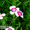 Dianthus deltoides 