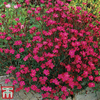 Dianthus deltoides 
