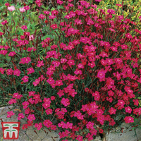 Dianthus deltoides 