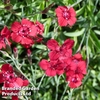 Dianthus deltoides 