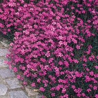 Dianthus deltoides 