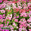 Dianthus deltoides 