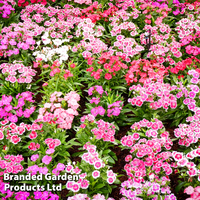 Dianthus deltoides 