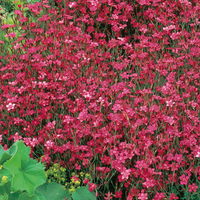 Dianthus 