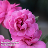 Dianthus 