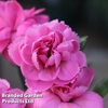 Dianthus 