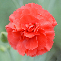 Dianthus 