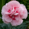 Dianthus 