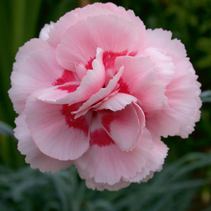 Dianthus 