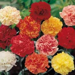 Dianthus 