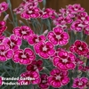 Dianthus 
