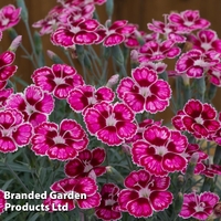 Dianthus 