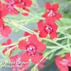 Dianthus 