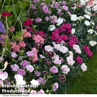 Dianthus 