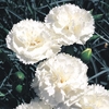 Dianthus 