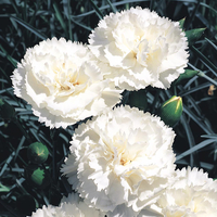 Dianthus 