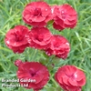 Dianthus 