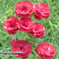 Dianthus 