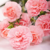 Dianthus 