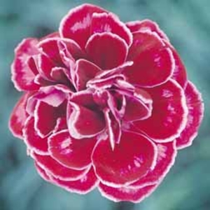 Dianthus 