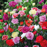 Dianthus 