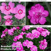 Dianthus 