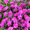 Dianthus 