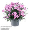 Dianthus 
