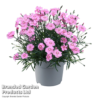 Dianthus 