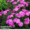 Dianthus 