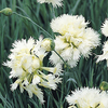 Dianthus 
