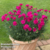Dianthus 