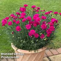 Dianthus 