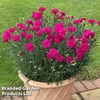 Dianthus 