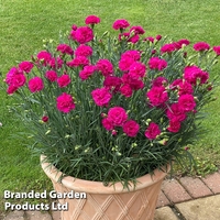 Dianthus 