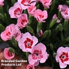 Dianthus 