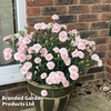 Dianthus 
