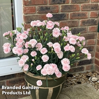 Dianthus 