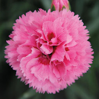 Dianthus 